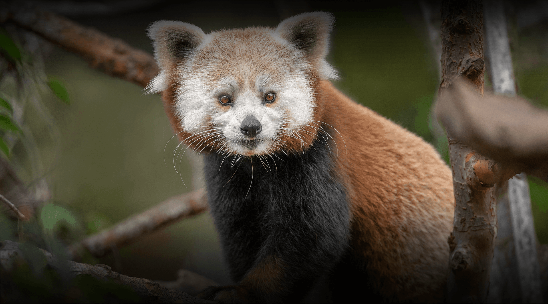 Red Panda San Diego Zoo